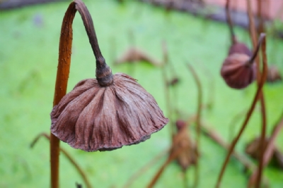 Suy nghiệm lời Phật: Khéo nghĩ