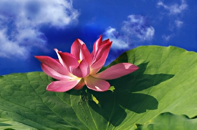 TP.HCM: Họp chuẩn bị khóa cấm túc tại Việt Nam Quốc Tự